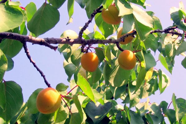 A2 - Branches & fruits