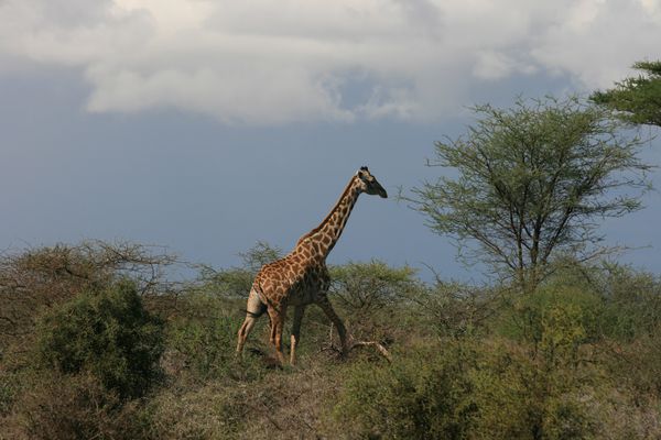 safari-nov2011-0431.JPG