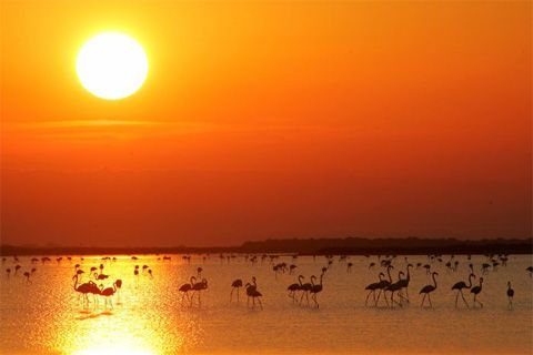 paysage-camargue