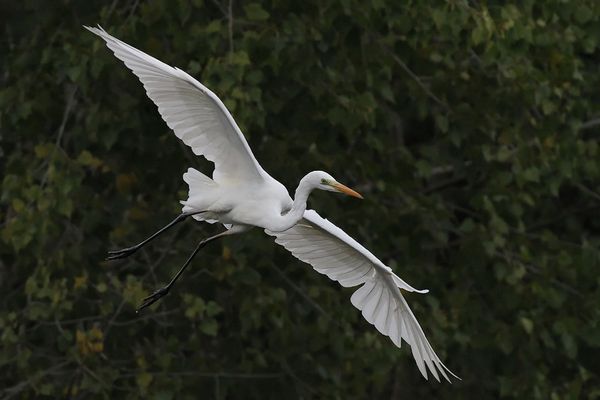 photos9994 4506 10 grande aigrette Misery 91 DxO