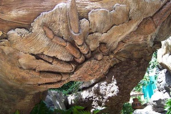 arbre6.jpg