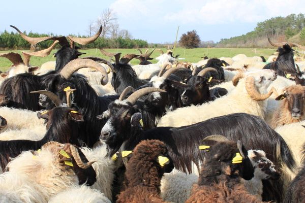moutons de race landaise et chèvres des Pyrénées photo C