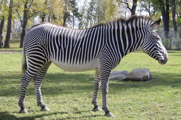 Grevy's Zebra wikipedia