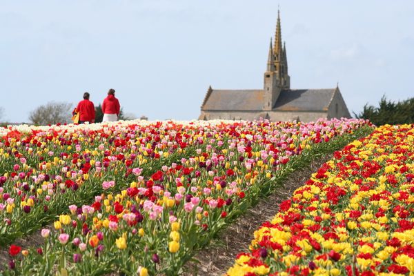 Tulipe Renown  L'Épicerie du Jardin