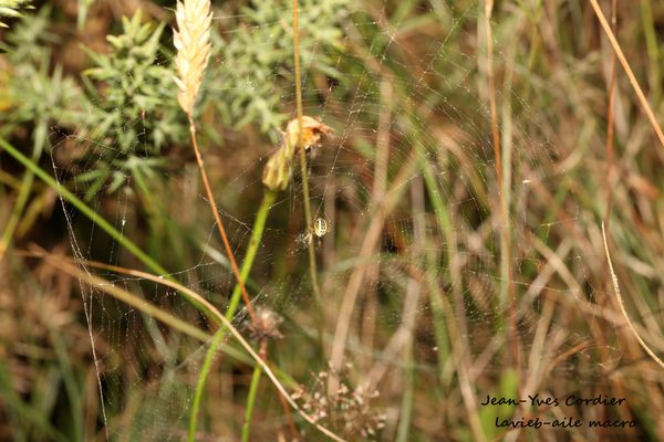 mangora-acalypha 6741cc