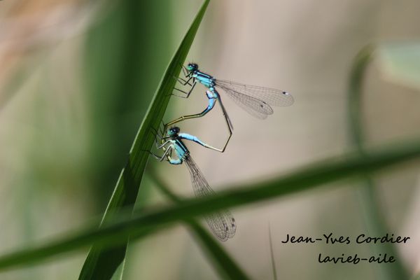 agrion-elegant 6679