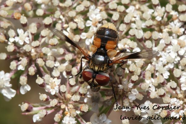 ectophasia-crassipennis 6191cc