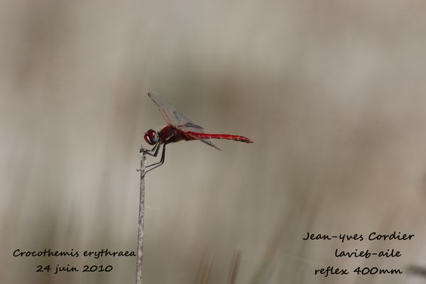 libellule-anisoptere 3551