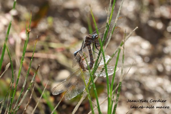 orthetrum-bleuissant 6829cc