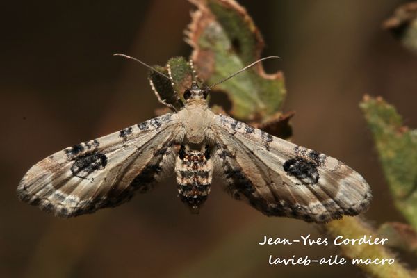 Eupithecia-centaureata 6646cc