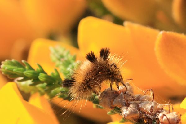 bombyx-porte-brosse-dicallomera 9746c