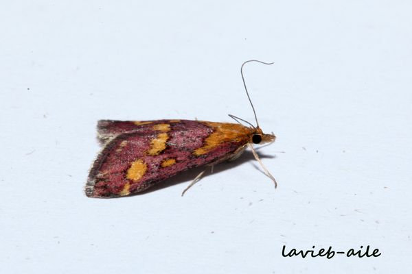 pyrausta-purpuralis 0051cc