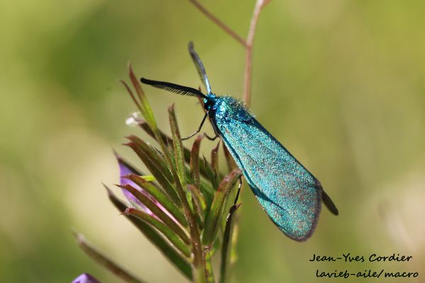 turquoise-adscita-statices 1112cc