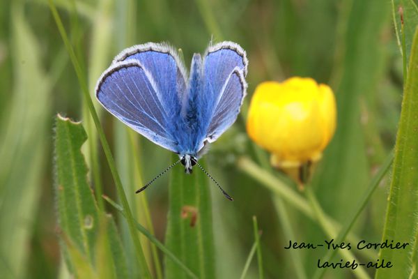 azure-commun 1458ccc