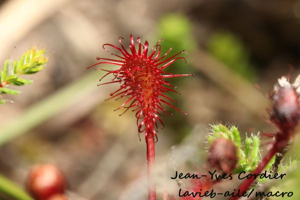 drosera-intermedialis 6659cc