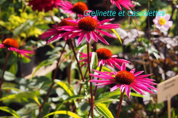 RudbeckiasT.jpg