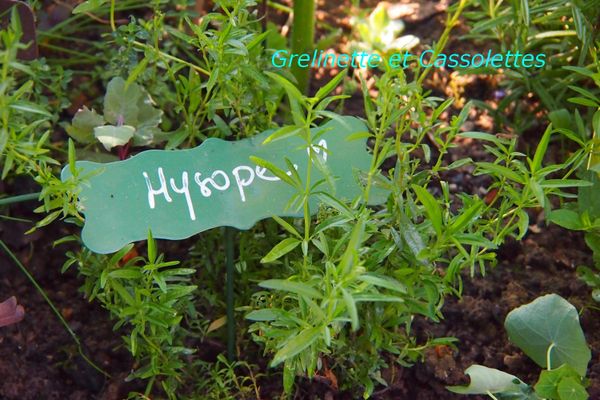 HysopeT.jpg