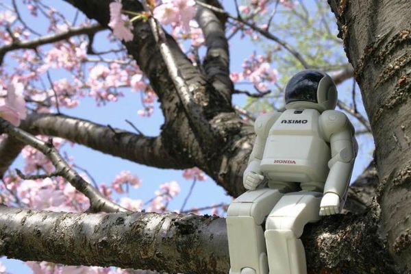 robot dans arbre