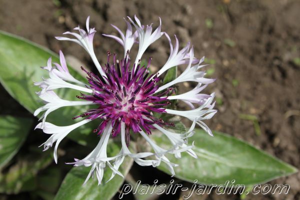 centaurea-montana-purple-heart.jpg