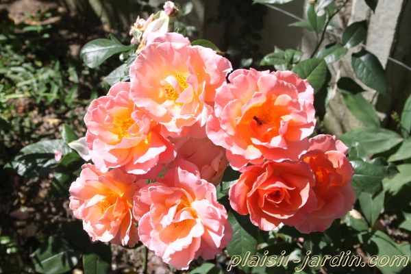 Le rosier 'Fragrant Delight'