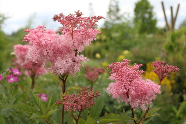 Découvrez la Reine des Prés (Filipendula)