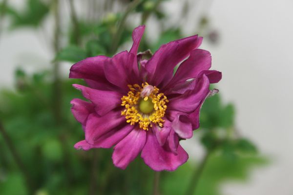 Anemone-japonica--Prinz-Heinrich-.jpg