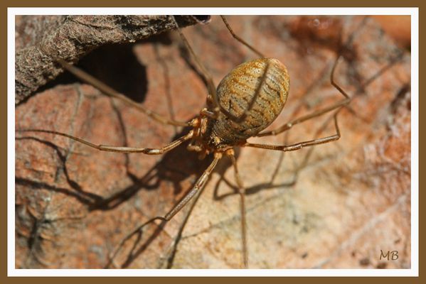 Arachnides 4696