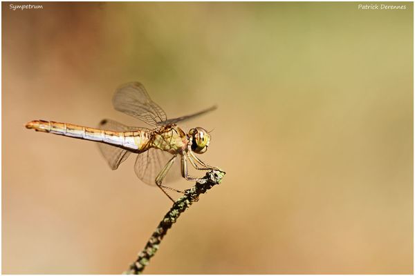 pot-pourri-14-6814Sympetrum900Cadre.jpg