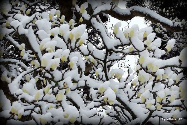 magniolia neige