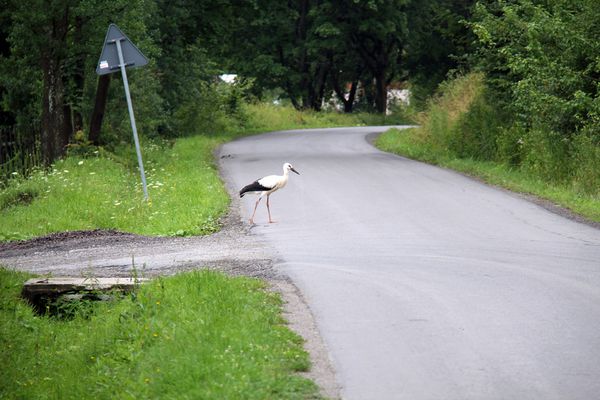 cigogne qui traverse la route dans la campagne polonaise.jpg