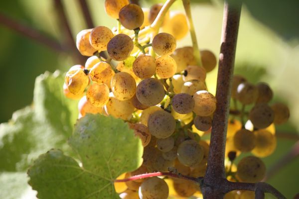 vins_du_jurancon_grappe.jpg
