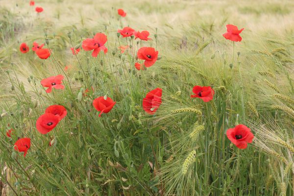 les-coquelicots 4153
