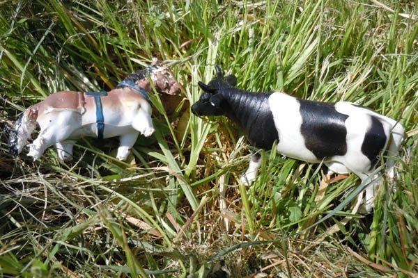 Cheval & vache