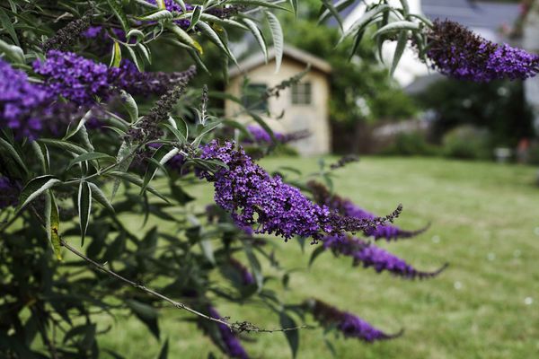 Buddleia---1.jpg