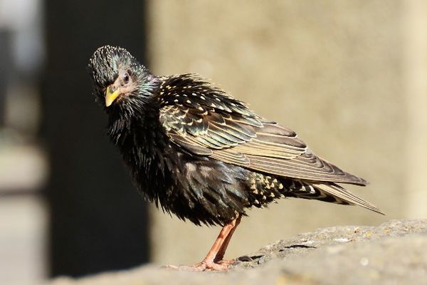 _DSC7173Etourneau-sansonnet-Sturnus-vulgaris--2-.JPG