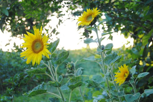 bethanie_tournesols_2011.jpg