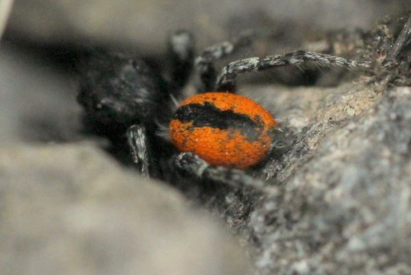 Phileaus-chrysops--2-.jpg