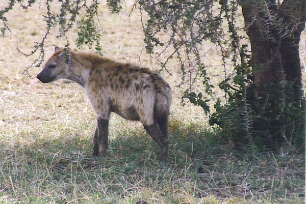 hyène tanzanie