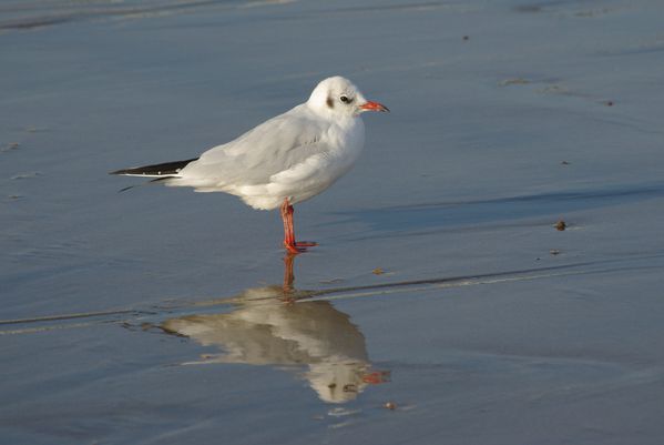 Mouette-10.jpg