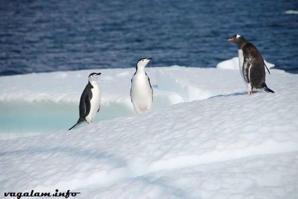 Antarctique-suite 0297 4