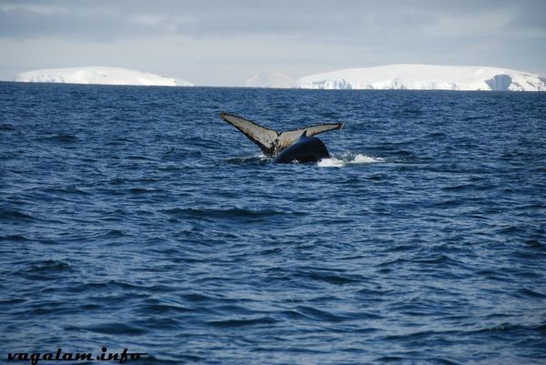 Antarctique3 0344