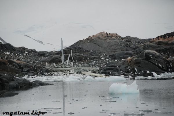 Antarctique3 0502