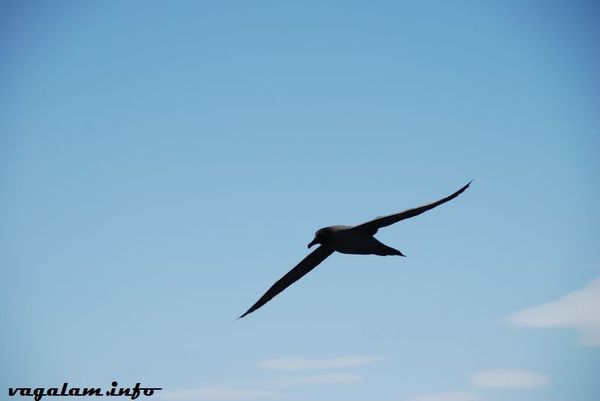 Antarctique3 0531