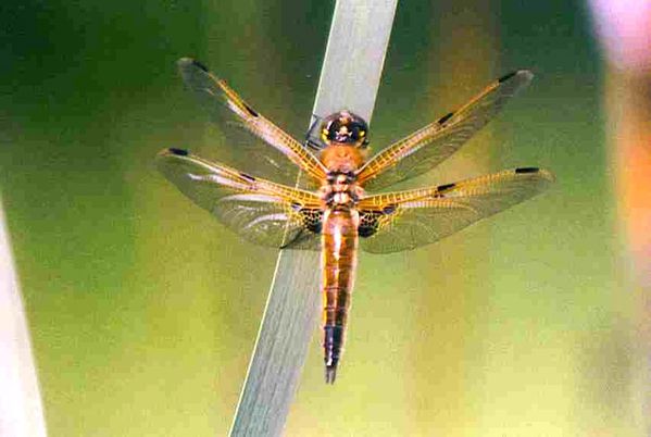 libellule-a-4-taches.jpg