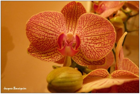 orchidee phalaenopsis