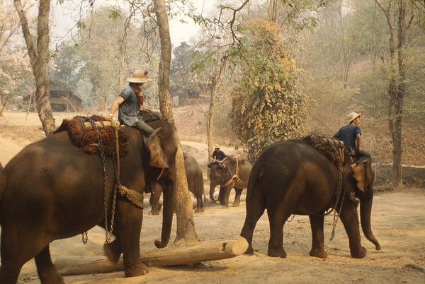 entraînement en Thaïlande wikicommons