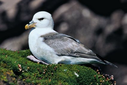 fulmar-boreal-1.jpg