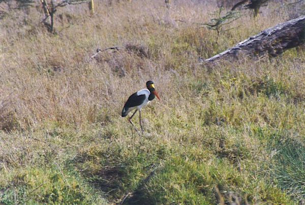 jabiru-tanzanie.jpg