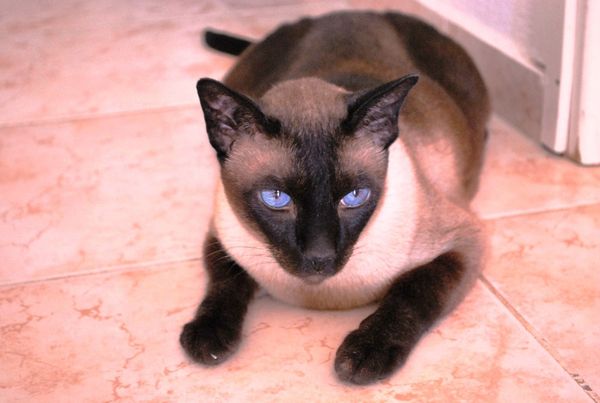 Ramses2