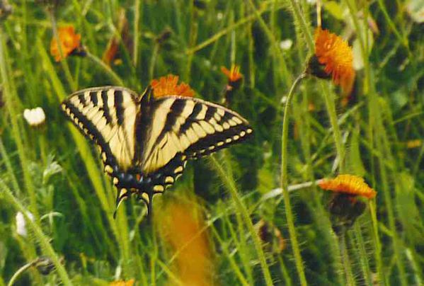 papillon tigré du Canada